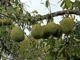 di jual tanah kebun full buah buahan