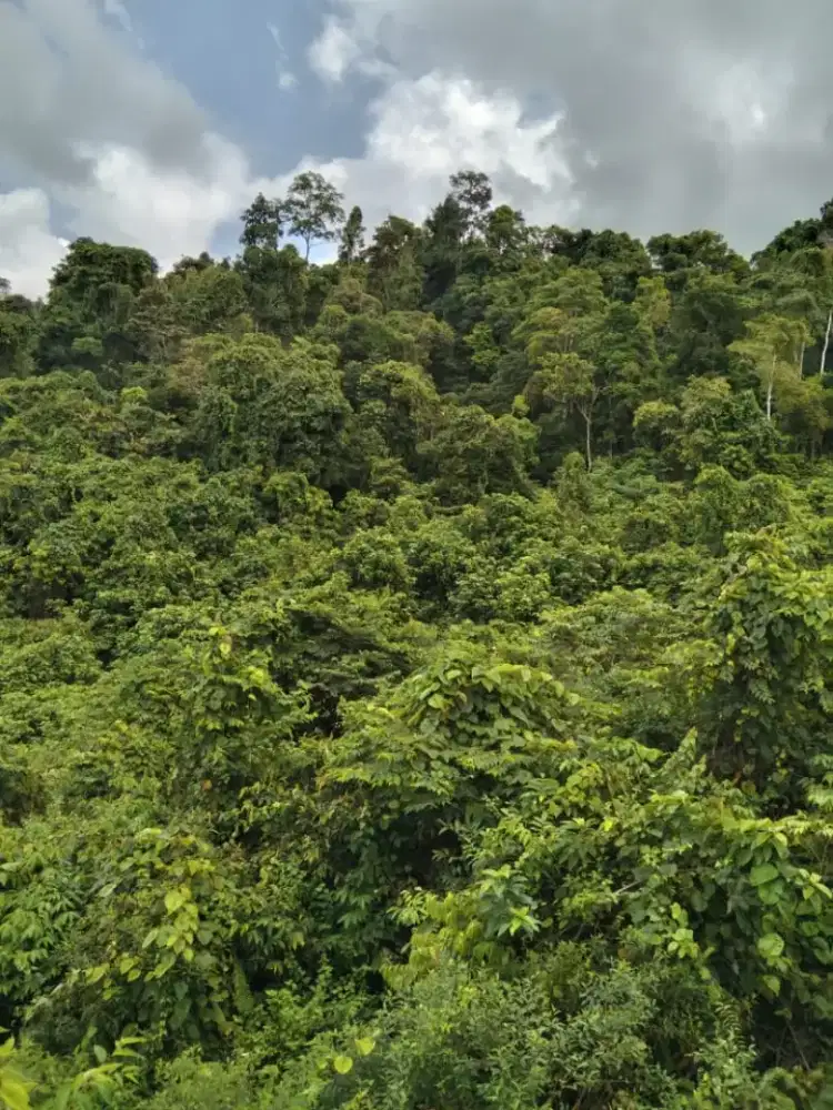 DIJUAL LAHAN BATU GUNUNG DI JL LABANGKA KALIMANTAN 18Ha