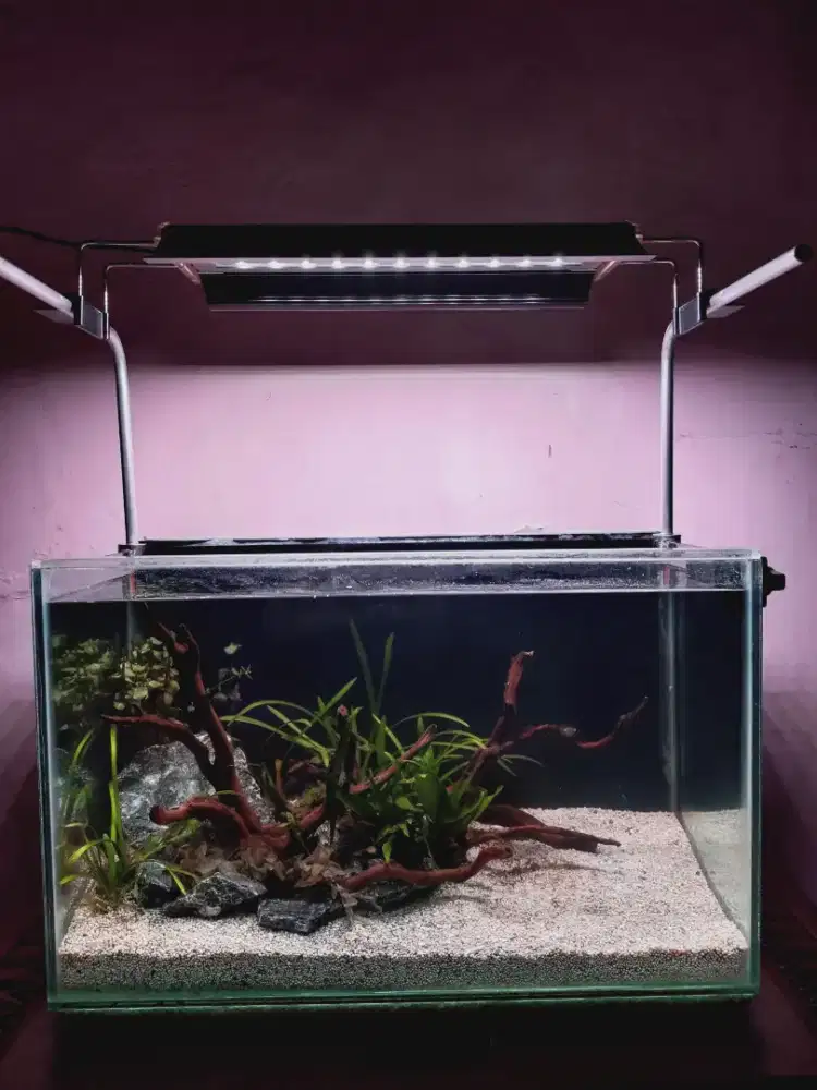 Aquarium tema aquascape