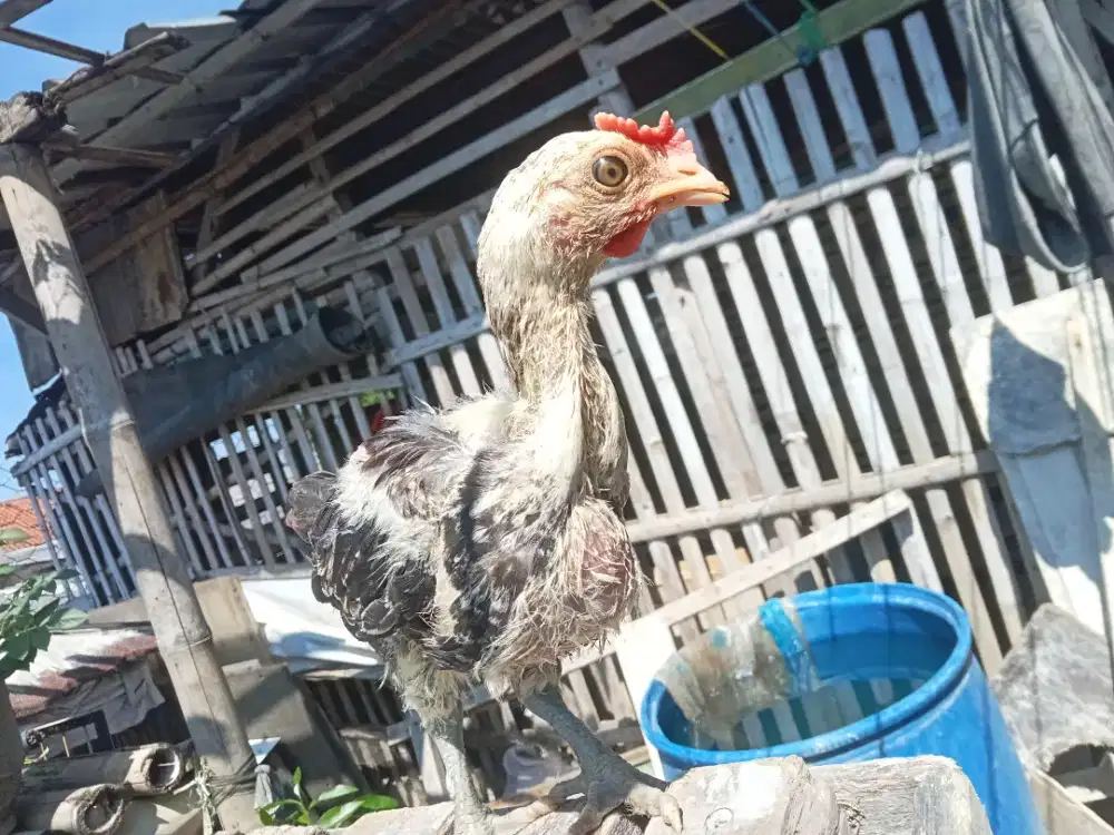 Anak ayam pelung