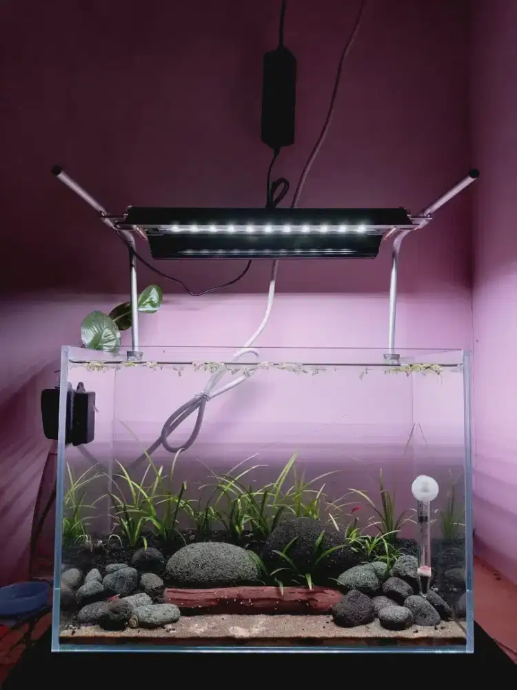 Aquarium tema aquascape