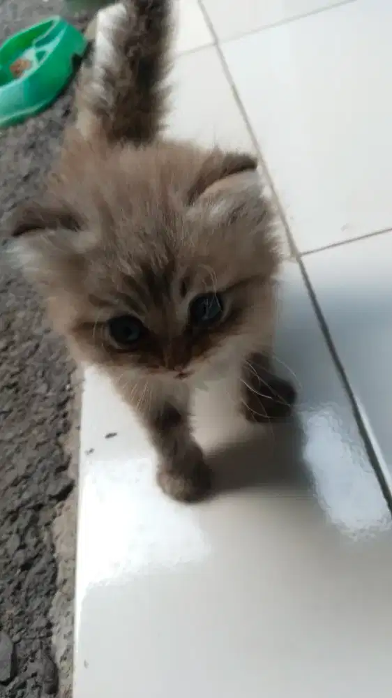 Anak kucing persia