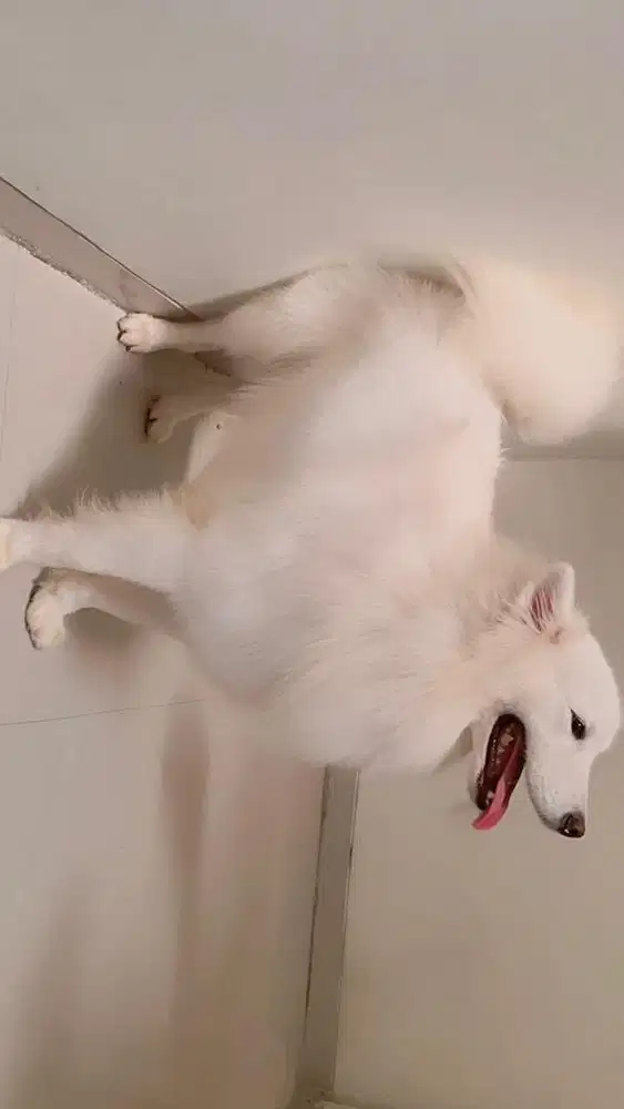 WTS yang cari Samoyeddd