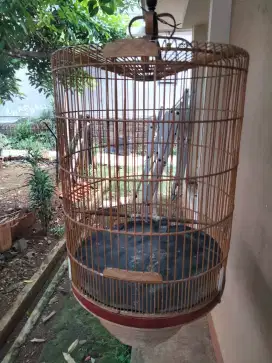 Kandang murai no 2