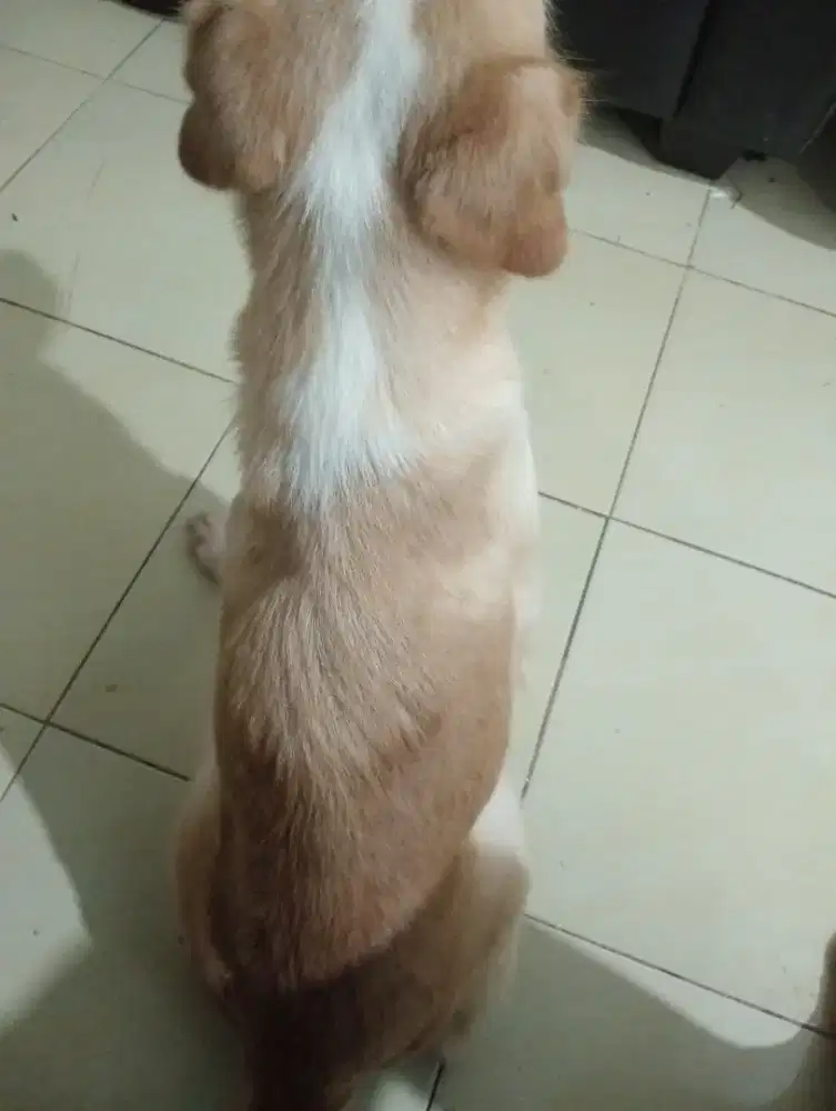 Betina umur 3 tahun