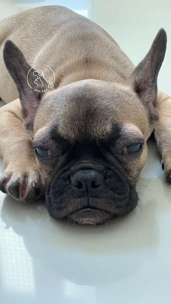 WTS French Bulldog
