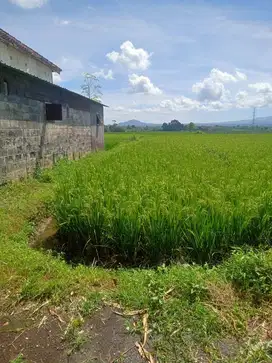 Di jual cepat sawah produktif dan siapa investasi
