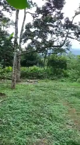 Tanah Kebun Cijeruk Bogor 4,5Ha Girik 1,25jt/m² Nego