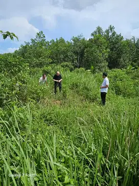 Di Jual Tanah Raya Rangkasbitung Cileles.
