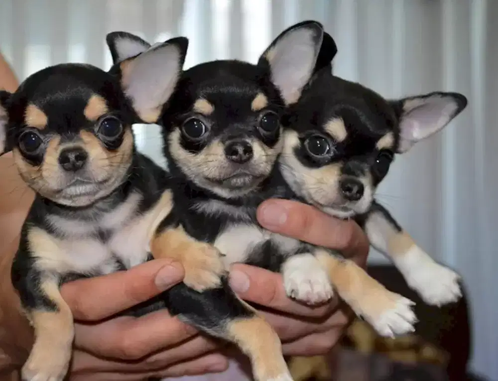 DIJUAL ANJING CHIHUAHUA