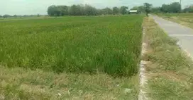 Dijual sawah murah di ngreden wonosari klaten