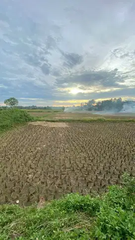 DI JUAL TANAH PADAT SAWAH  DI DESA BABATLEGOK