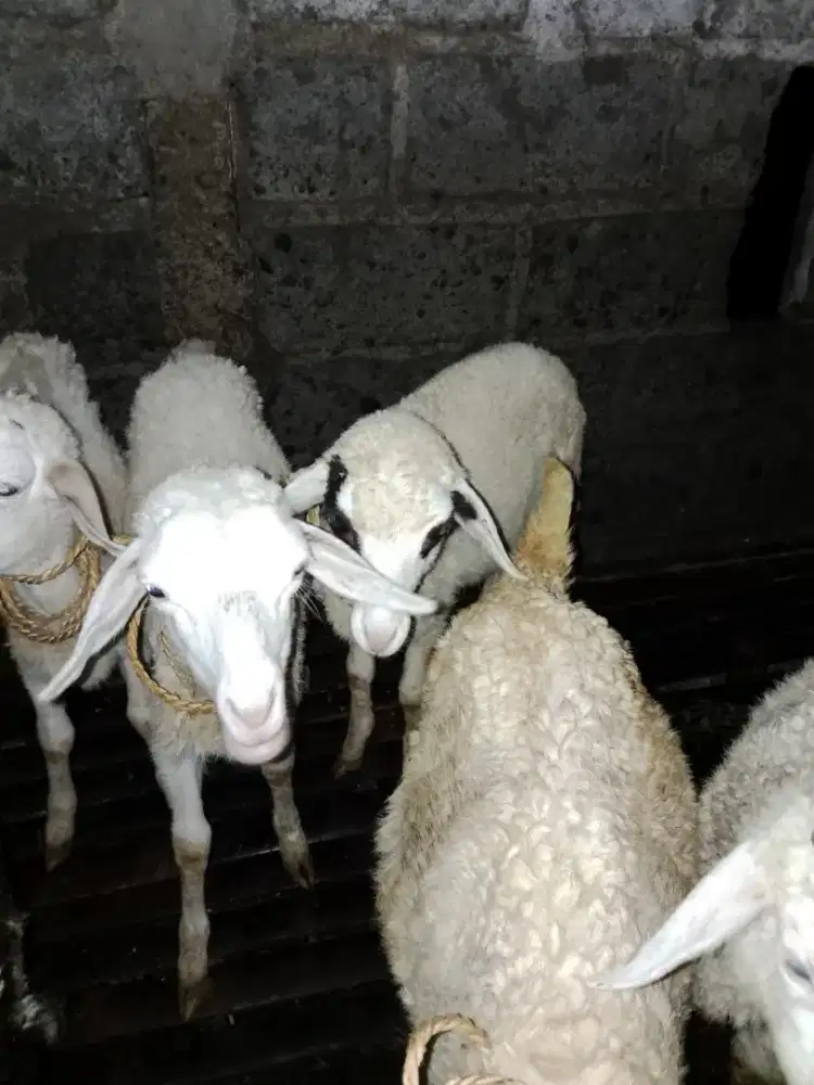 Kambing Bakalan jantan
