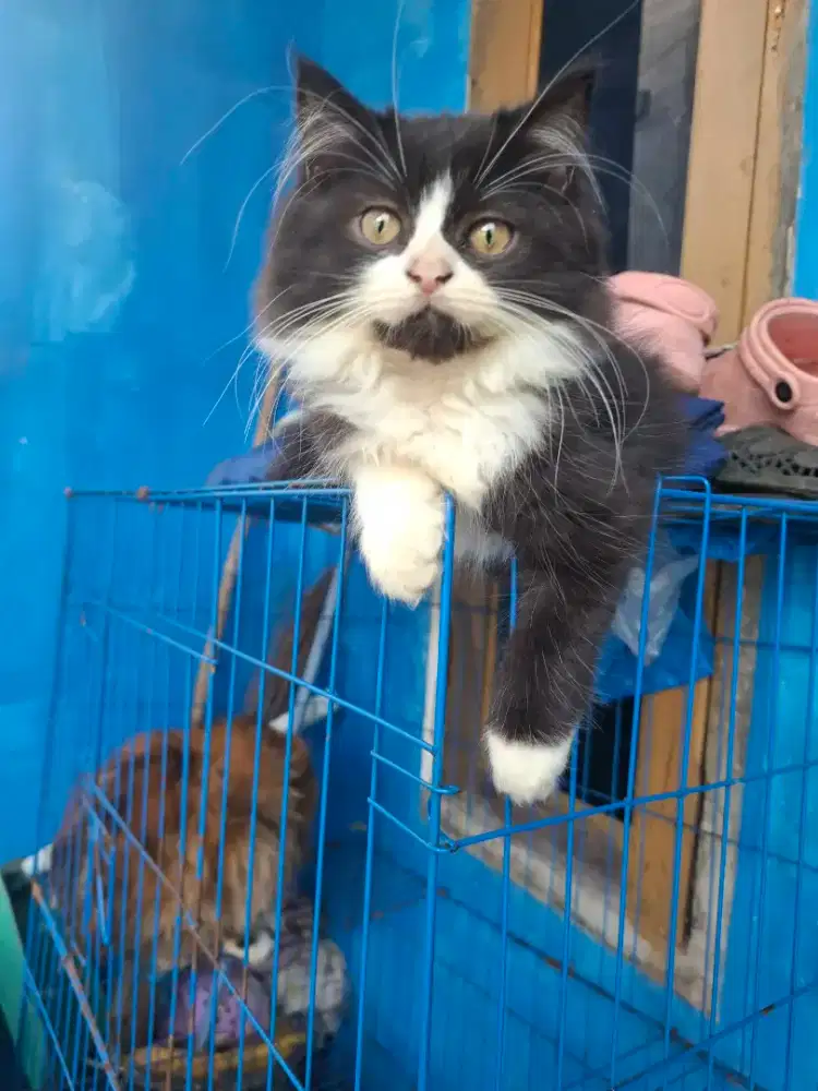 Anak kucing persia