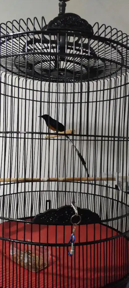 Burung Murai Batu Ekor 32 Cm Sudah Bunyi Gacor Istimewa