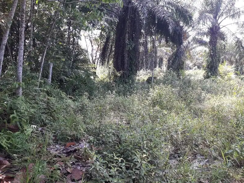 tanah murah di jalan seroja kulim tengah rumah warga