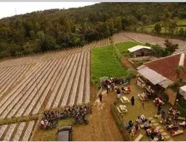 Dijual Cepat Tanah perkebunan aktif di Wanayasa, Purwakarta, JaBar