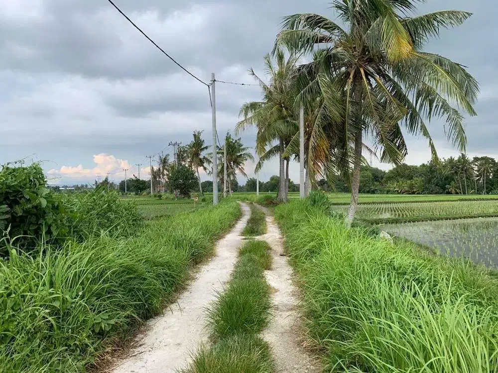 TANAH VIEW SAWAH DEKAT PANTAI KEDUNGGU TABANAN