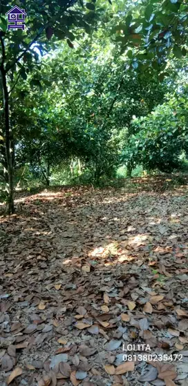 Jual Tanah Kebun Luas 6,8Ha Bisa Dibeli Separuh Luasan di Tanjungsari Bogor
