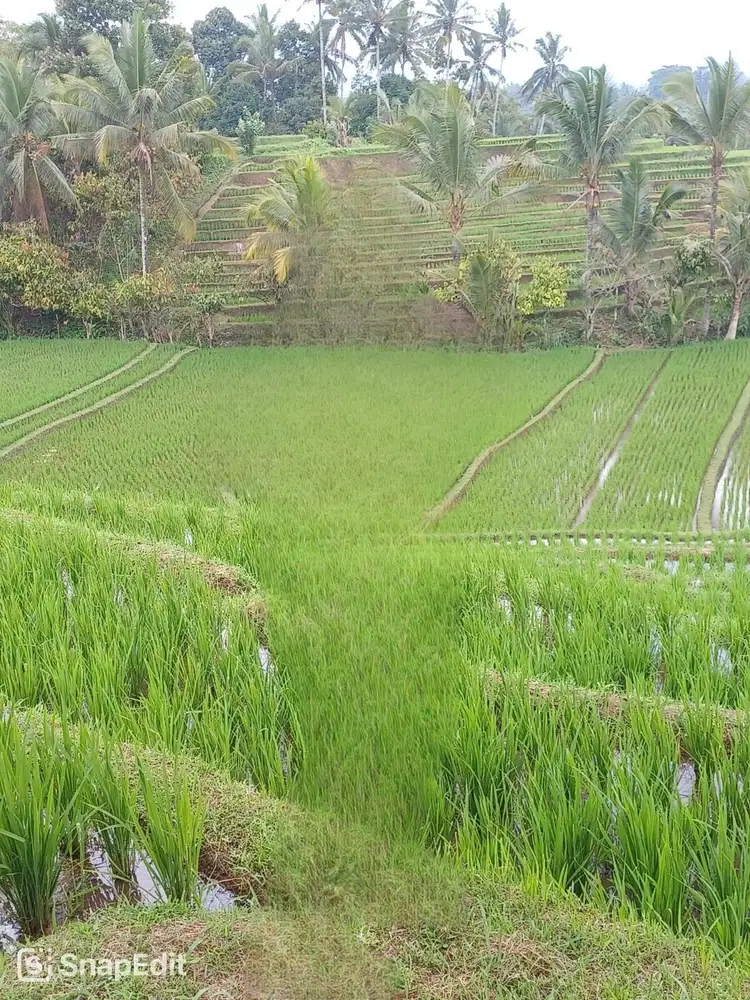 Tanah siap bangun cocok untuk villa di Tabanan Bali