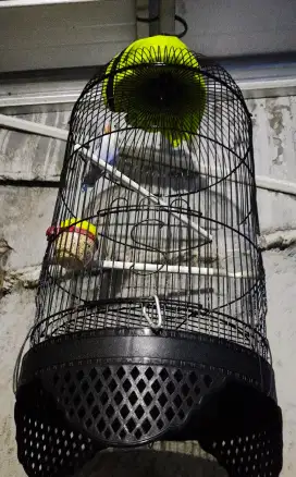 Burung Love Bird Ring ASN BF Fullset