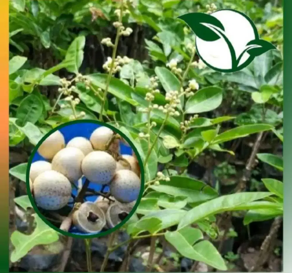 keLengkeng matalada Rasa Manis Cepat Berbuah Lebat