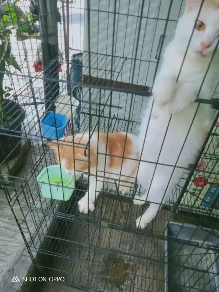 Di jual sepasang kucing