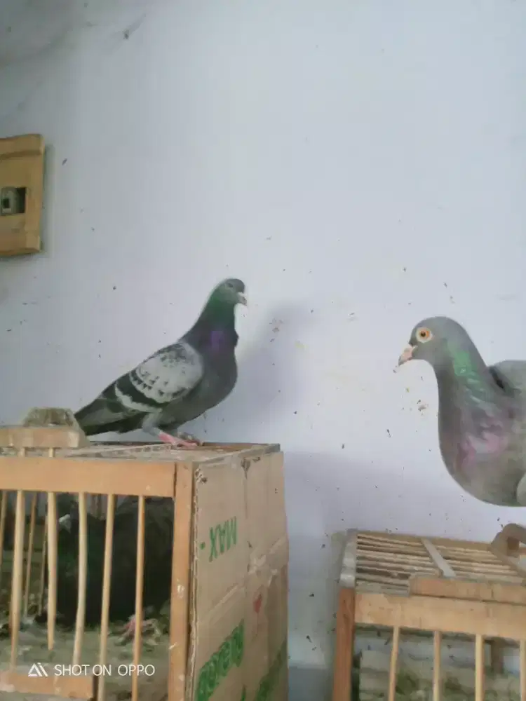 Di jual sepasang burung dara