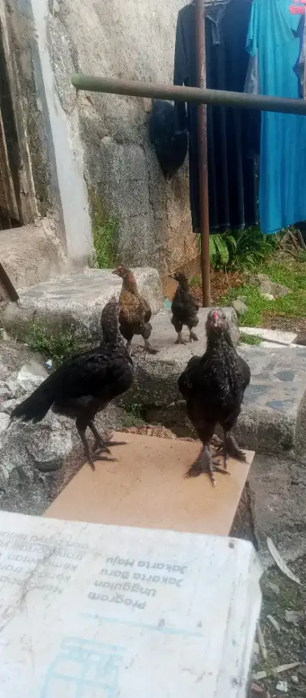 Borongan Ayam Brahma Anakkan