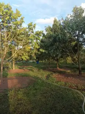 Dijual MURAH  kebun durian musangking Jasinga Tegal Wangi Bogor