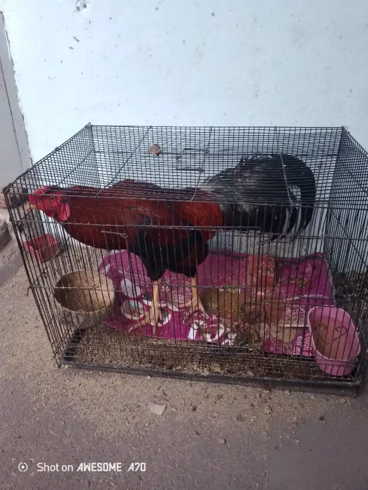Di jual ayam jago kampung