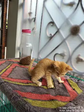 Kucing Domestik usia 3 bulan
