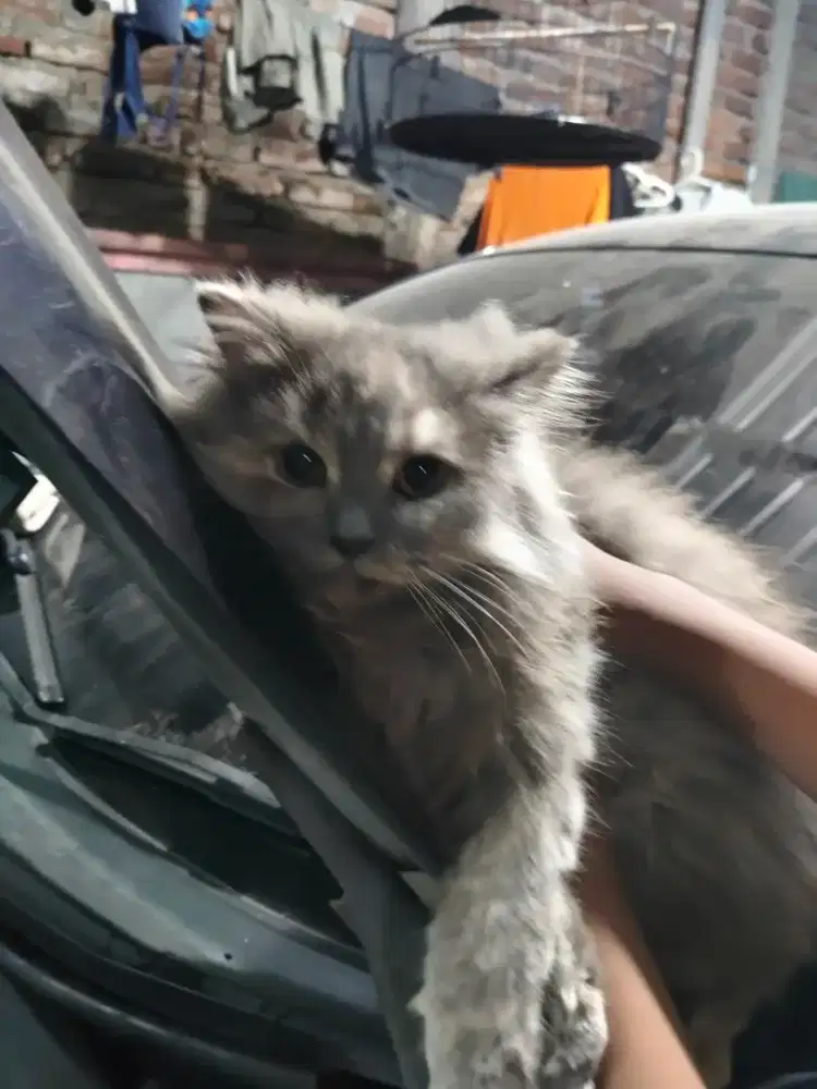Persia  Longhair Betina