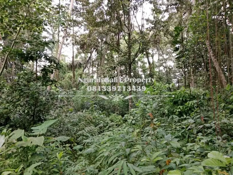 Murah Disewakan Tanah Luas 30 Are View Jungle Link Villa di Ubud