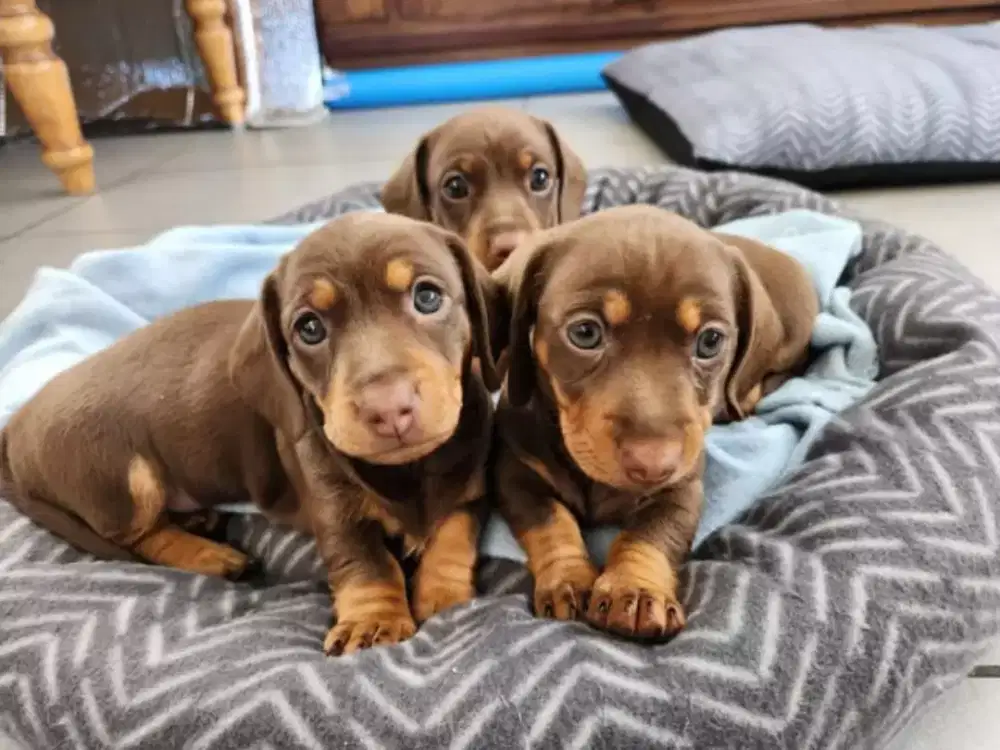 DIJUAL ANJING TEKEL DACHSHUND