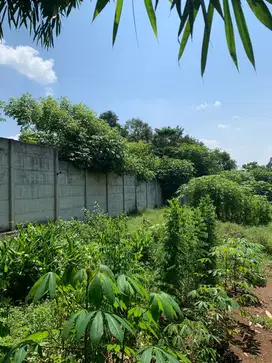 JUAL TANAH 9000M2 DI CIKEUSAL SERANG TANGERANG SHM LOKASI STRATEGIS
