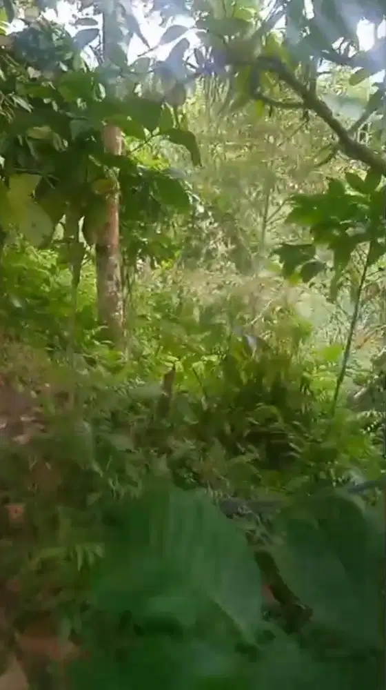 Di Jual Lahan Kebun Desa Padangan Pupuan Tabanan BALI