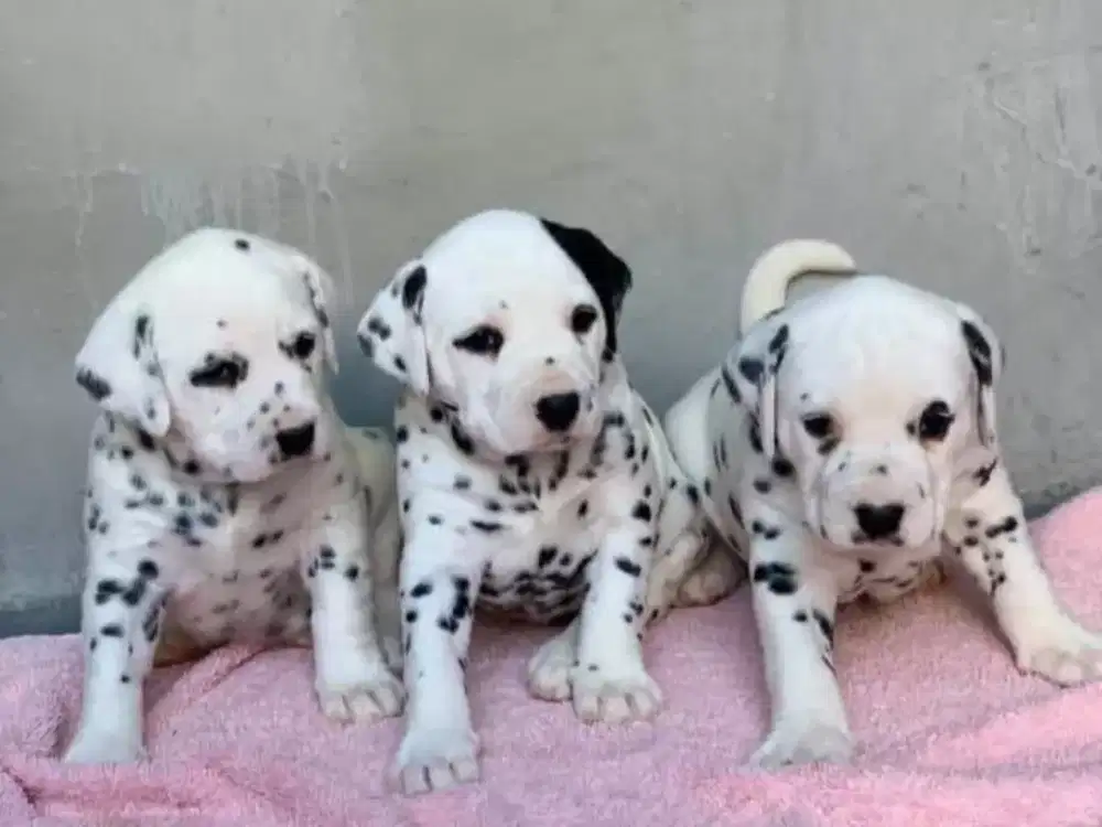 DIJUAL ANJING DALMATIAN