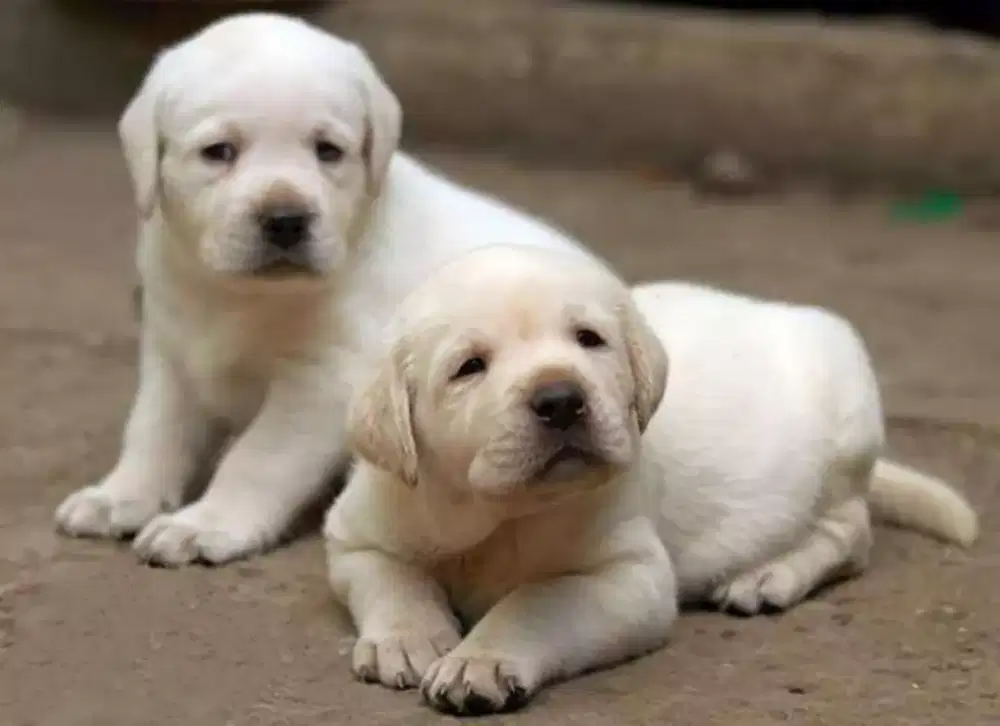 DIJUAL ANJING LABRADOR RETRIEVER