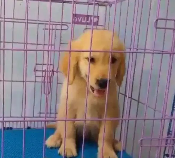 Dijual Golden Retriver Betina 2 bulan