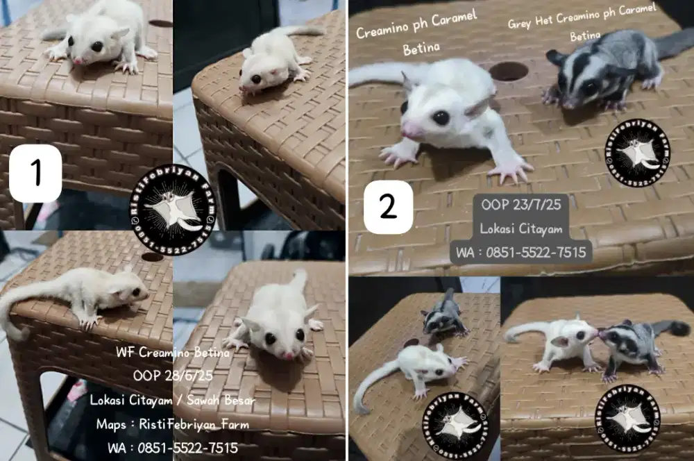 Sugar Glider Creamino