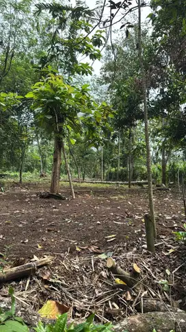 Tanah kavling kebun
