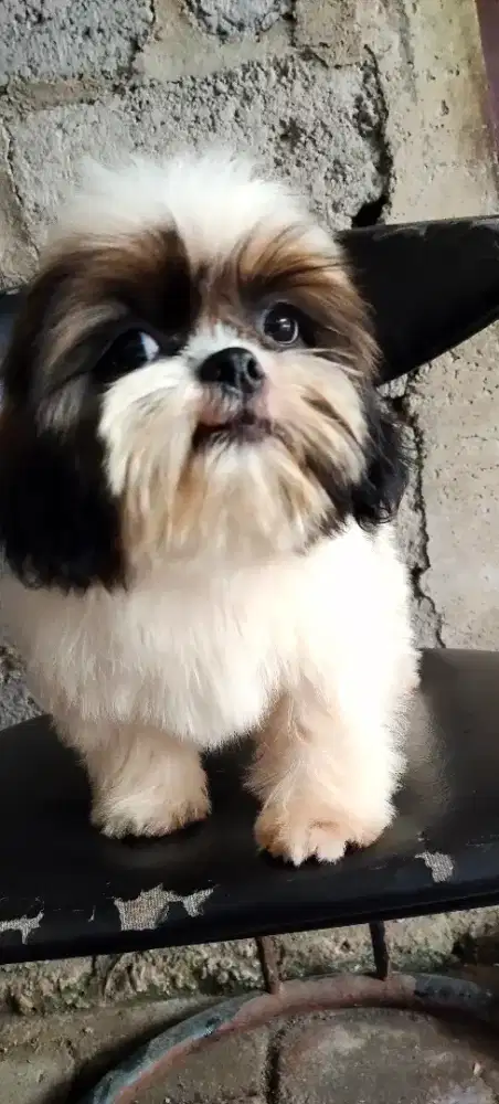 Shih tzu pure non stambum kelamin jantan