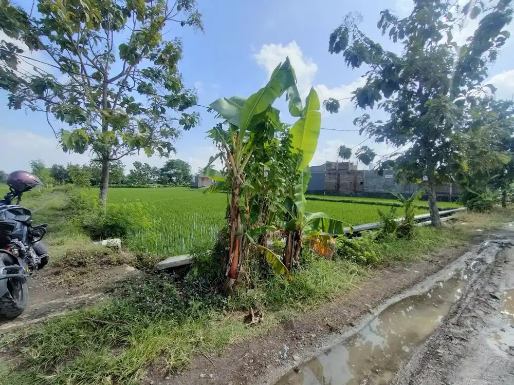 Tanah Sawah Samping Perumahan Cluster Siap Bangun Di Papahan  Kra (AA)