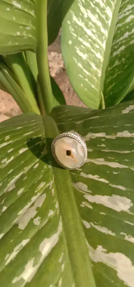 Batu Cincin Sulaiman Combong Natural