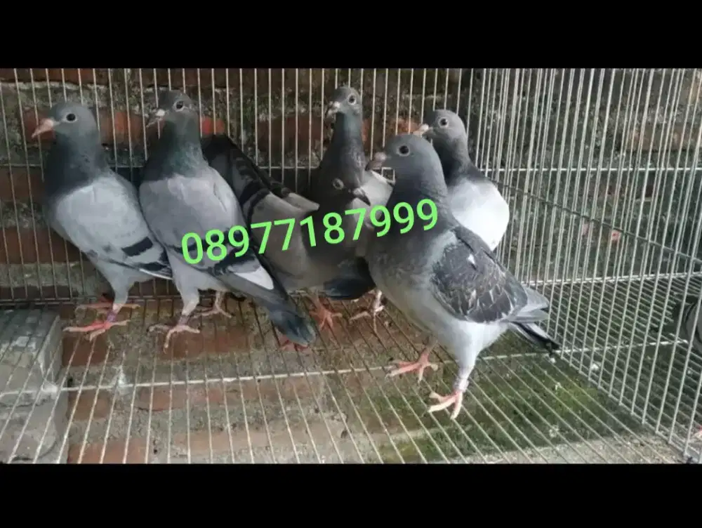 Piyik Merpati Pos / Racing Pigeons