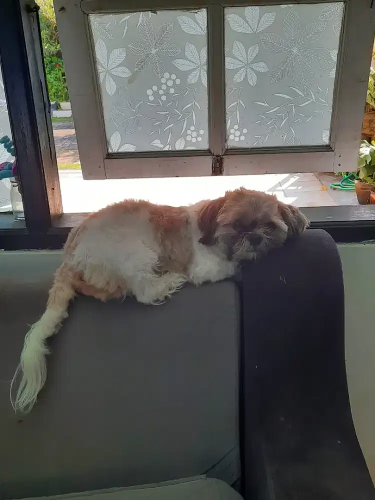 Anjing shitzu 3 tahnu