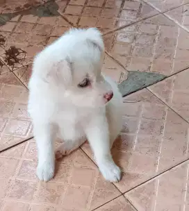 Anak Anjing Cakep imut Putih Polos