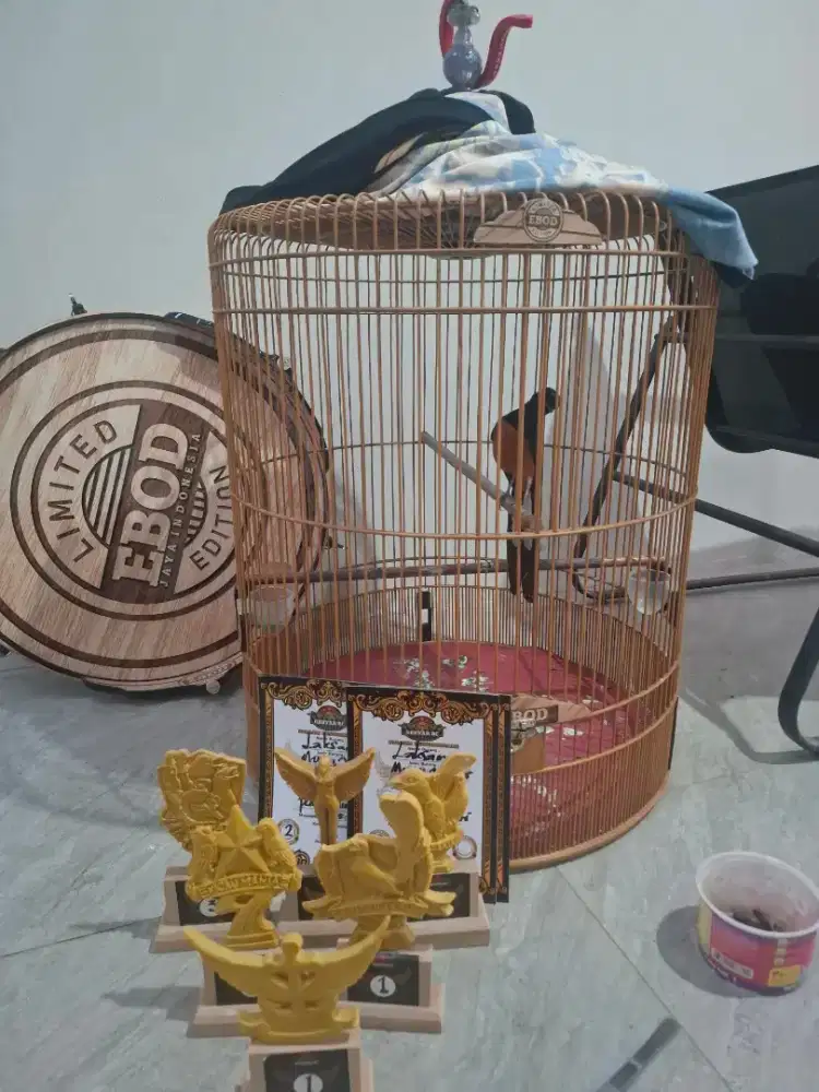 Murai Batu Pastol Prestasi