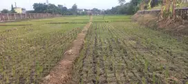 Tanah Sawah 170 rb/m Klangenan
